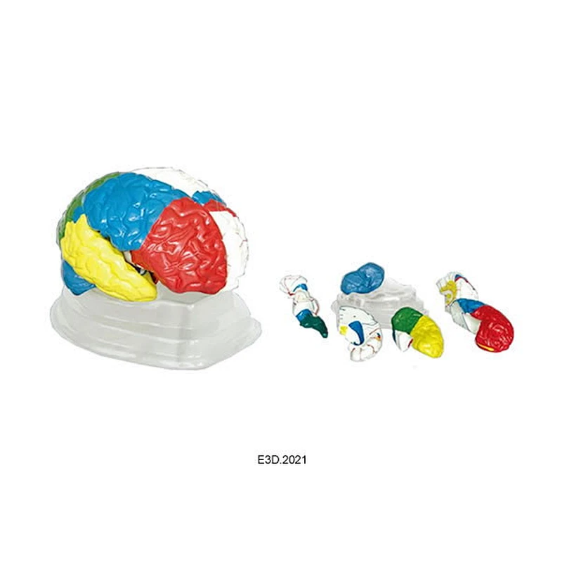Human Neuro-Anatomical Brain
