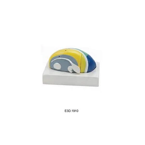 Thalamus, 2 deler