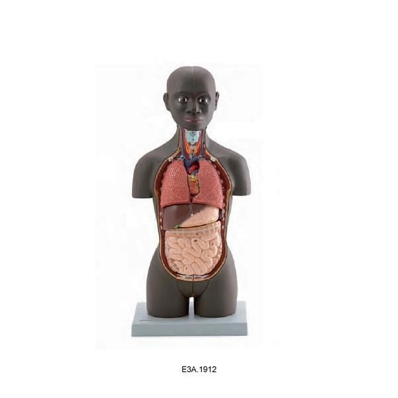 50cm,Mini Dual-Sex Torso (African Type),16 parts