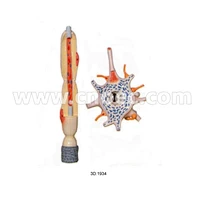 Enlarged Neurnon Model