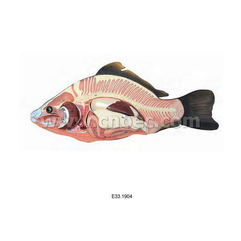 Fish Model,4 parts