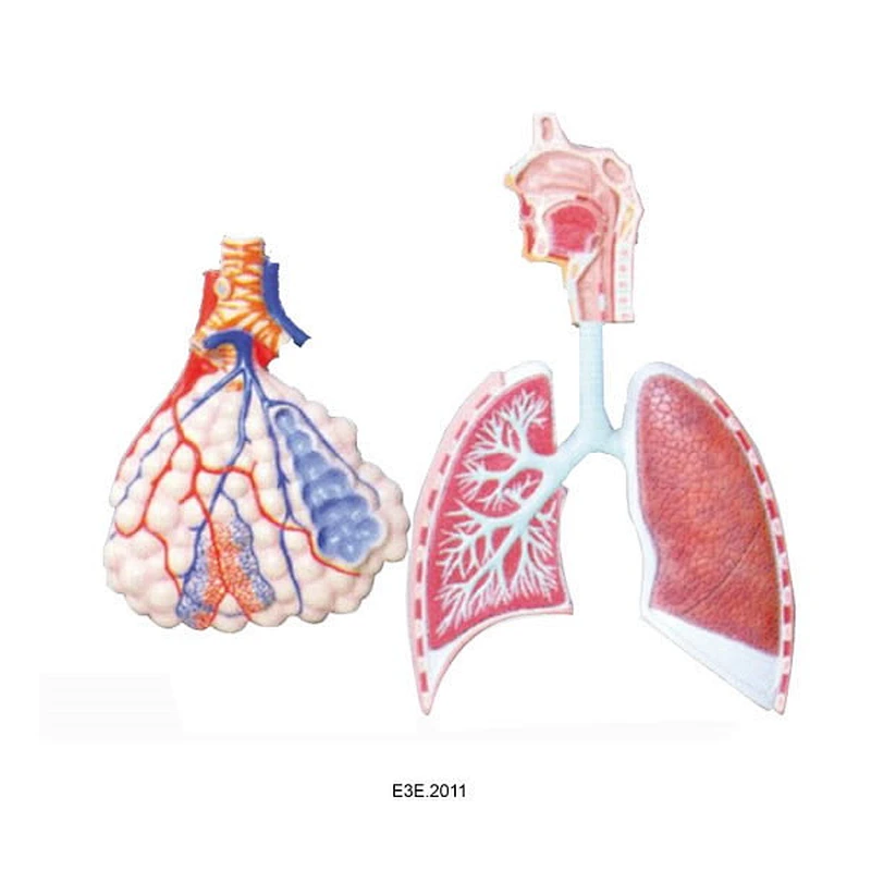 Sistema respiratorio umano con modello ingrandito