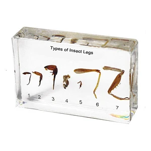 Insect's Legs