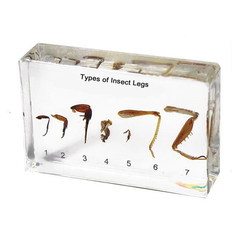 Insect's Legs