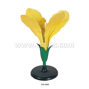 Cabage Flower Model