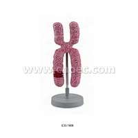 Chromosome Model