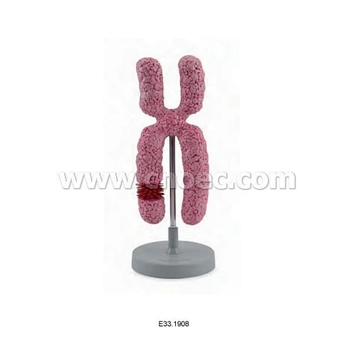 Chromosome Model
