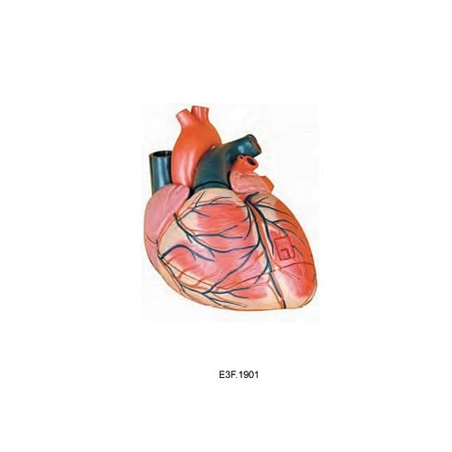 نموذج القلب المتضخم ، 3 أجزاء