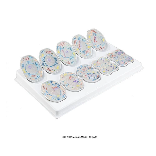 Meiosis Model, 10 parts