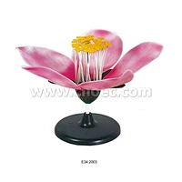 Peach Blossom