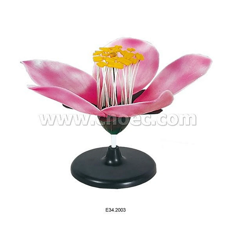 Peach Blossom