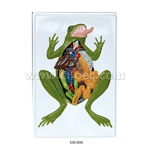 Relief Model of  Anat Frog