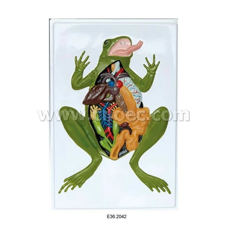 Relief Model of  Anat Frog