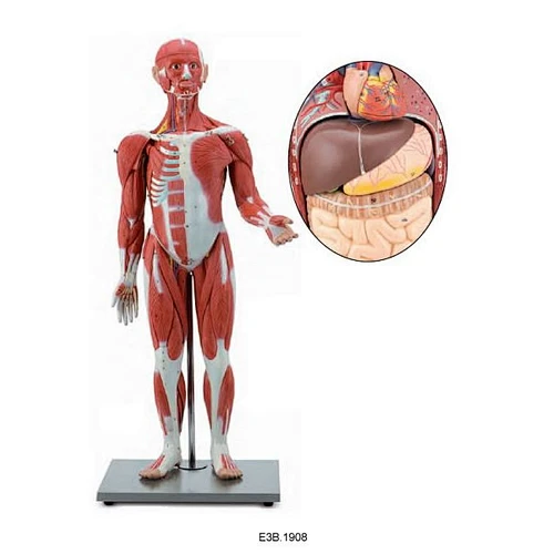 Figura muscular, 85 cm, 30 piezas