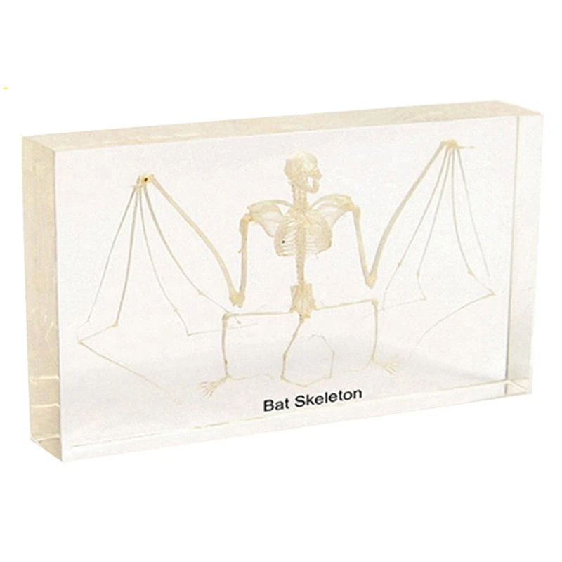 Bone of Bat