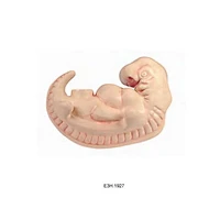Enlarged 4-week Embryo Model