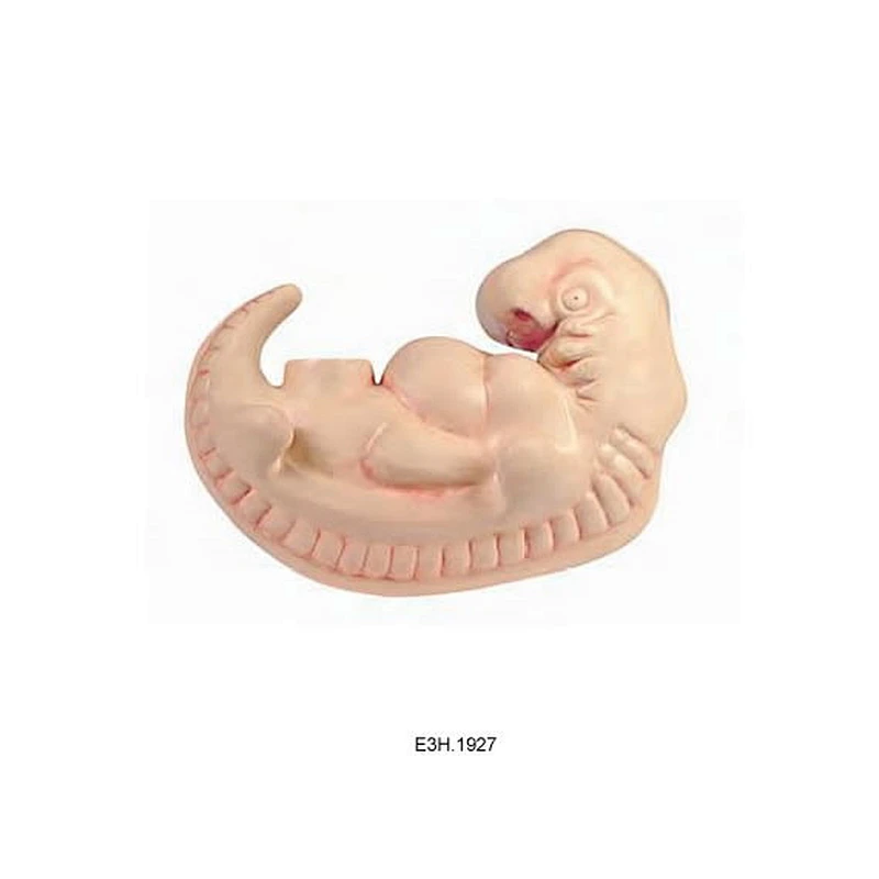 Enlarged 4-week Embryo Model