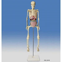 Mode of transparent Human