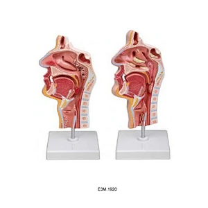 Modèle de nez et de larynx de la maladie (maladie de 2 types)