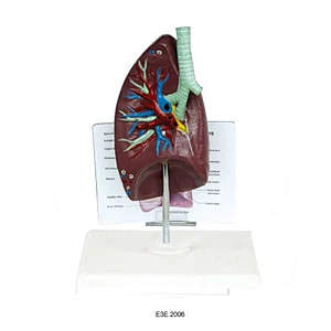 anat-trachea/lunge model bredbeskrivelsesplade