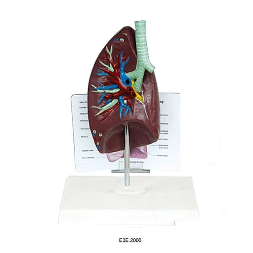 Anat-khí quản/phổi Model Widescription Plate