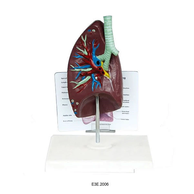 anat-trachea/lunge model bredbeskrivelsesplade