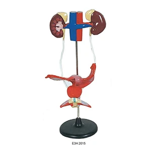 Human Female Urogenital System