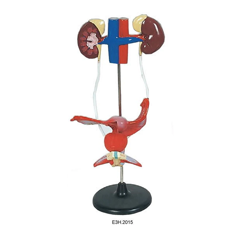 Human Female Urogenital System