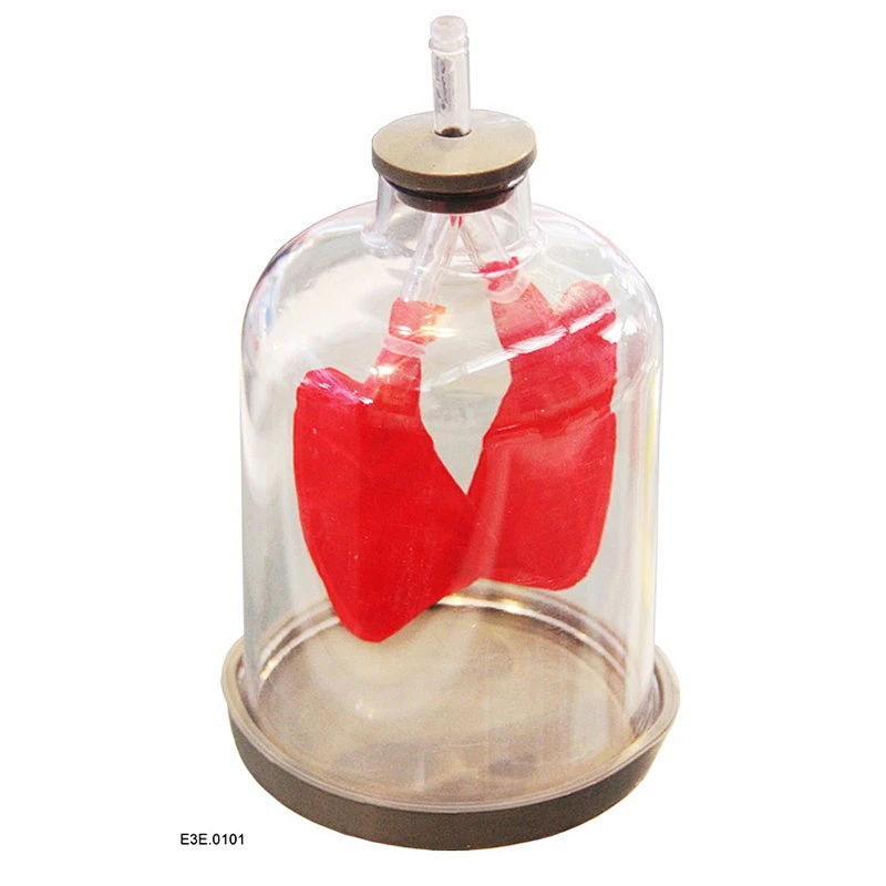 Modèle de poumons et de respiration