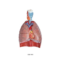 Hệ hô hấp của con người 7 phần