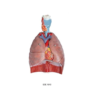 Sistema respiratorio humano 7 partes