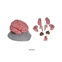 Brain with Arteries