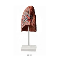 Phổi người, 1 phần, kích thước tự nhiên