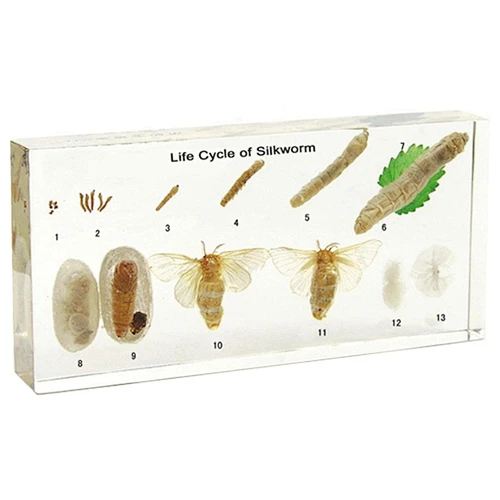 Silkworm's Life History