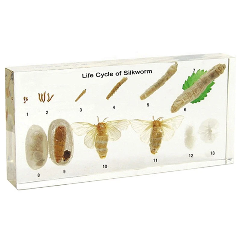 Silkworm's Life History