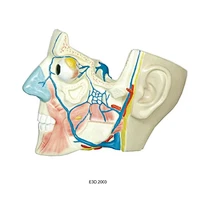 Media Section of the Head