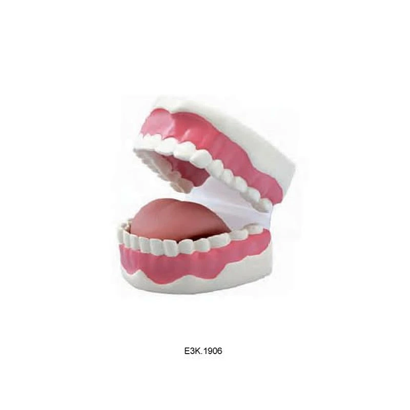치아 관리 모델