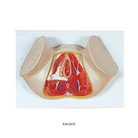 Model of Anat Perineum(female)