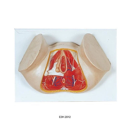 Model of Anat Perineum(female)