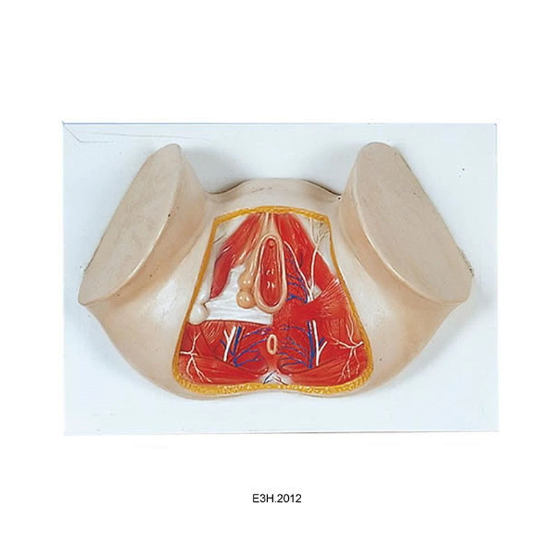 Model Anat Perineum(perempuan)