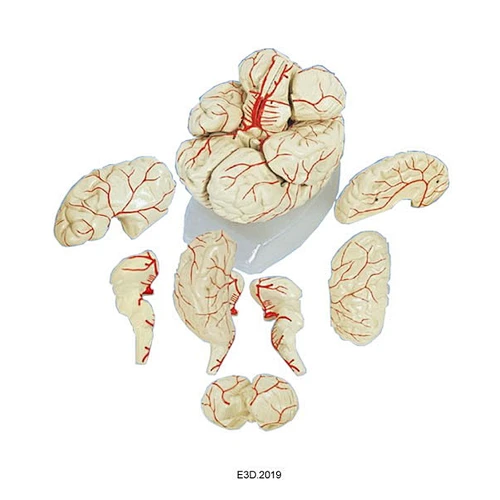 Human Brain with Ateries