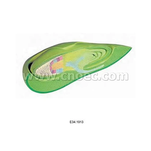 Enlarged Corn Model