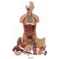 Classic Unisex Torso,18 parts,85CM