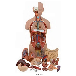 Torso unisex classico, 18 parti, 85 cm