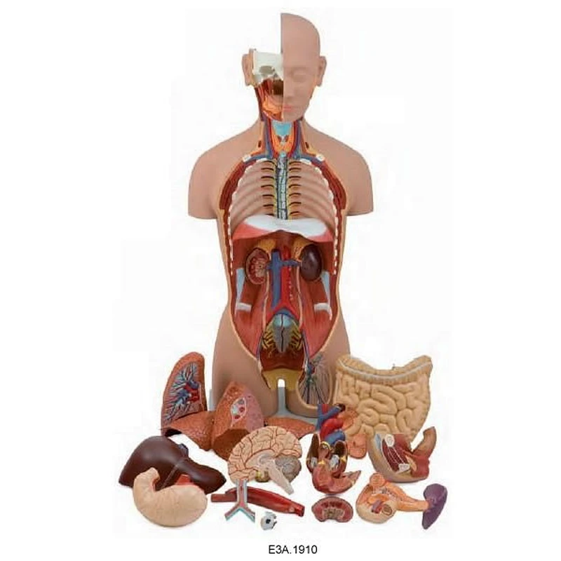 Torso unisex classico, 18 parti, 85 cm
