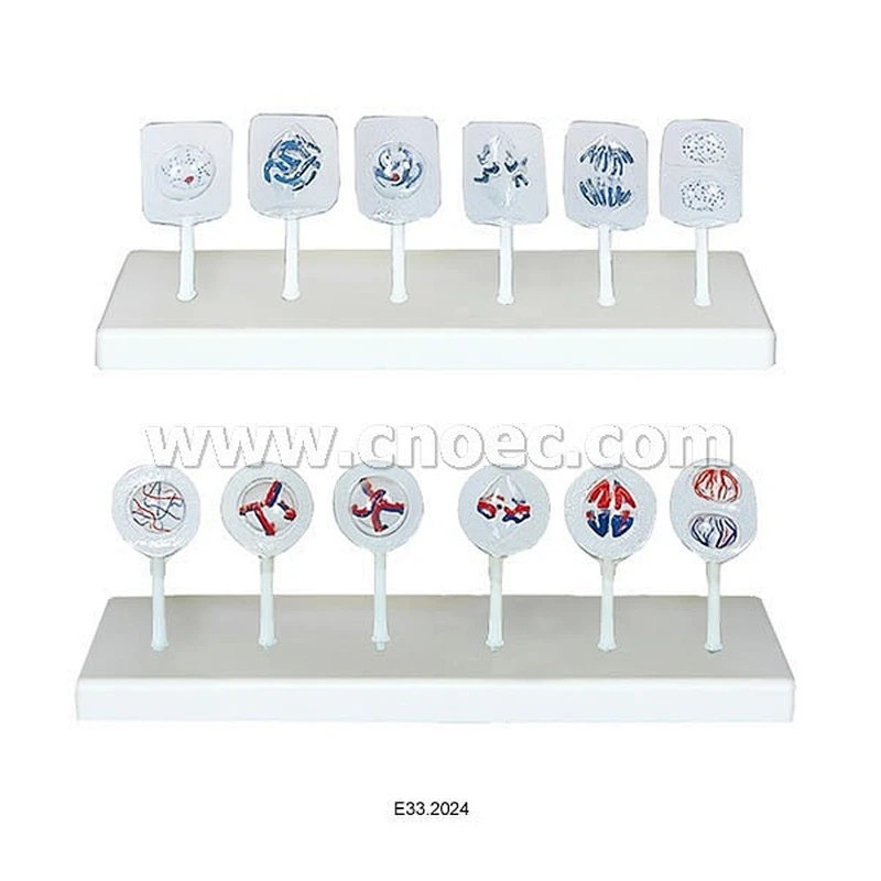 Mitosis Set