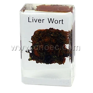 Crystal Specimen, Liver Wort