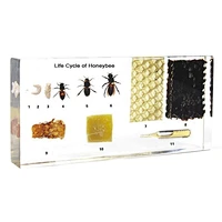 Lịch sử cuộc sống của Bee