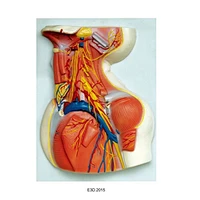 Deep Muscles Blood Vessele and Nerves