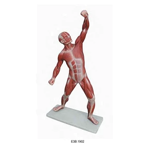 50cm,superficial muscular Torso